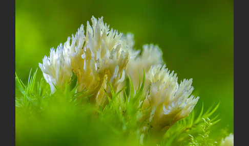 Kammförmige Koralle (Clavulina coralloides)