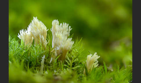 Kammförmige Koralle (Clavulina coralloides)