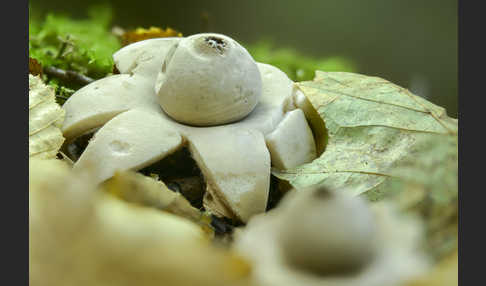 Halskrausenerdstern (Geastrum triplex)