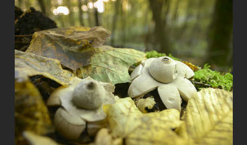 Halskrausenerdstern (Geastrum triplex)