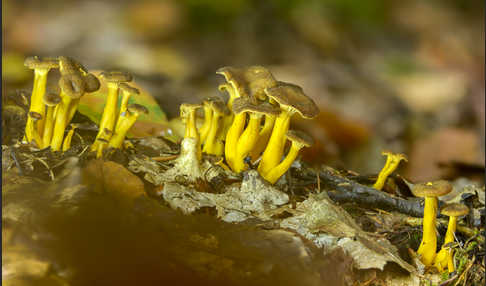 Trompetenpfifferling (Craterellus tubaeformis)