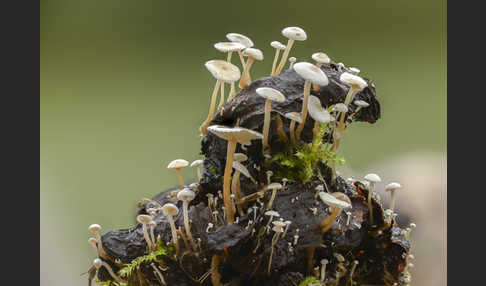 Seidiger Zwergrübling (Collybia cirrhata)