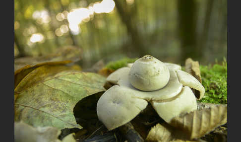 Halskrausenerdstern (Geastrum triplex)