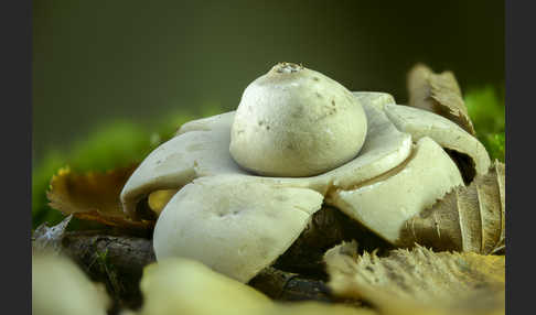 Halskrausenerdstern (Geastrum triplex)