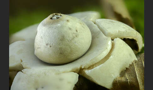 Halskrausenerdstern (Geastrum triplex)