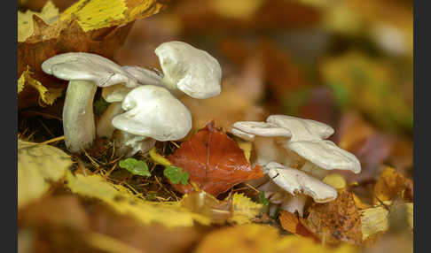 Elfenbeinschneckling (Hygrophorus eburneus)