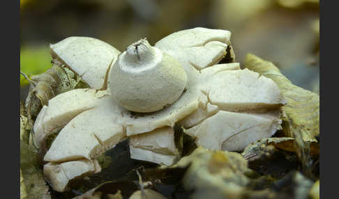 Halskrausenerdstern (Geastrum triplex)