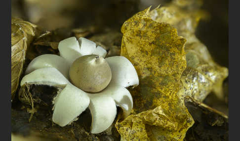 Halskrausenerdstern (Geastrum triplex)