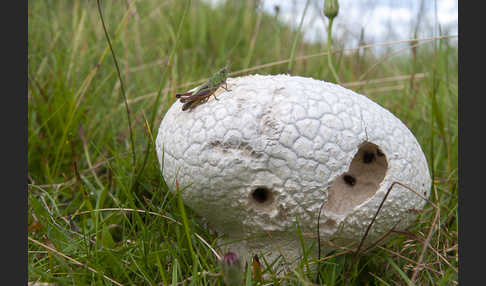 Hasenstäubling (Handkea utriformis)