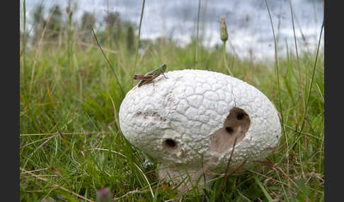 Hasenstäubling (Handkea utriformis)