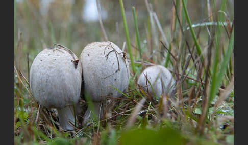 Faltentintling (Coprinus atramentarius)