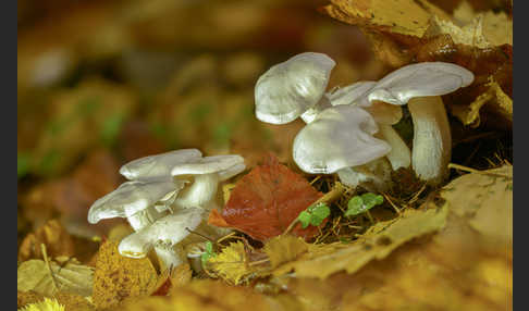 Elfenbeinschneckling (Hygrophorus eburneus)