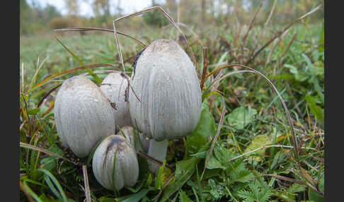 Faltentintling (Coprinus atramentarius)