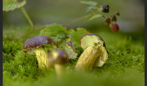 Maronenröhrling (Boletus badius)