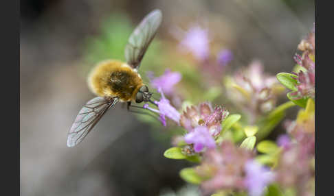 Grauer Wollschweber (Bombylius cinerascens)