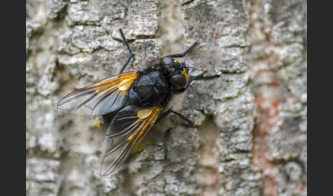 Rinderfliege (Mesembrina meridiana)