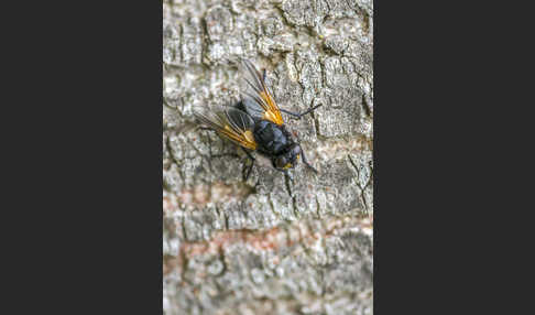 Rinderfliege (Mesembrina meridiana)