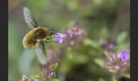 Grauer Wollschweber (Bombylius cinerascens)