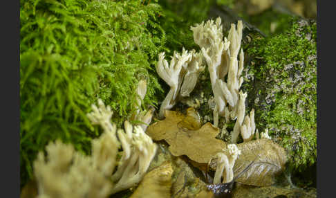 Kammförmige Koralle (Clavulina coralloides)