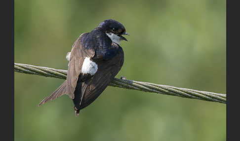 Mehlschwalbe (Delichon urbica)