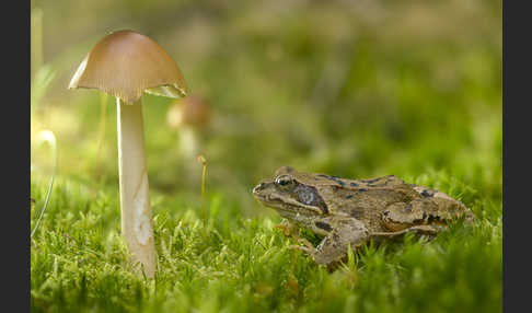 Grasfrosch (Rana temporaria)