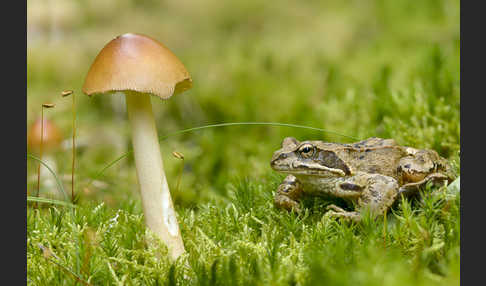 Grasfrosch (Rana temporaria)