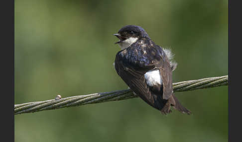 Mehlschwalbe (Delichon urbica)