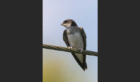 Mehlschwalbe (Delichon urbica)