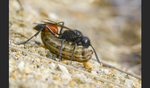 Borstige Sandwespe (Podalonia hirsuta)