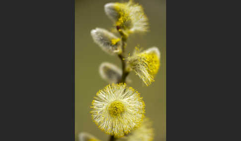 Sal-Weide (Salix caprea)