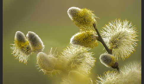 Sal-Weide (Salix caprea)