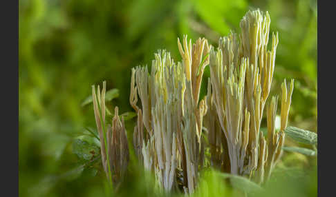 Grünspitzige Koralle (Ramaria apiculata)