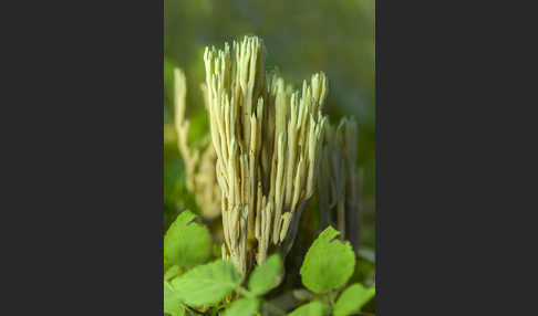 Grünspitzige Koralle (Ramaria apiculata)