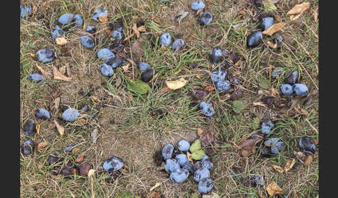 Pflaume (Prunus domestica)