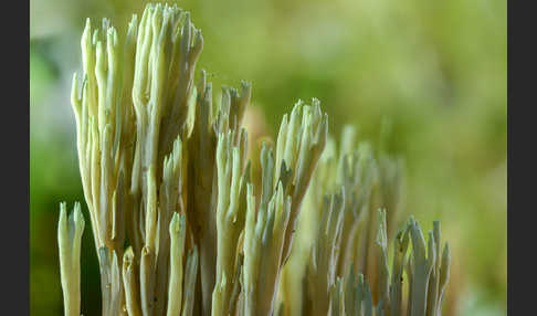 Grünspitzige Koralle (Ramaria apiculata)