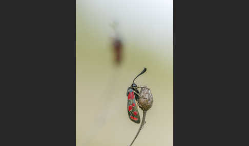 Esparsettenwidderchen (Zygaena carniolica)