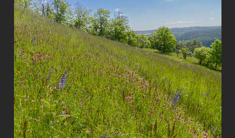 Saat-Esparsette (Onobrychis viciifolia)