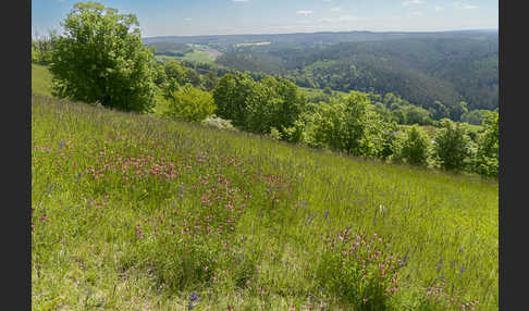 Saat-Esparsette (Onobrychis viciifolia)