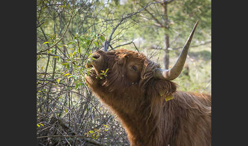 Schottisches Hochlandrind (Bos primigenius f. taurus)