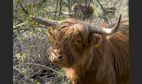 Schottisches Hochlandrind (Bos primigenius f. taurus)