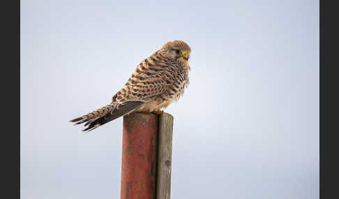 Turmfalke (Falco tinnunculus)