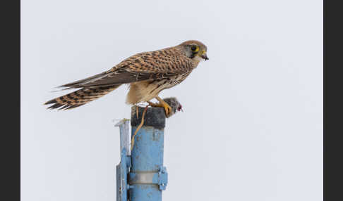 Turmfalke (Falco tinnunculus)