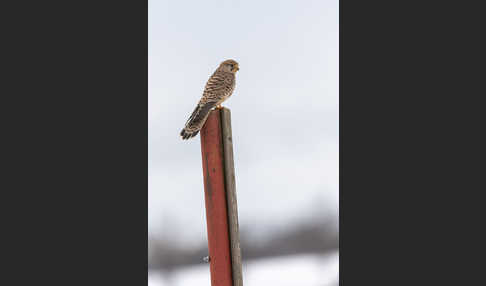 Turmfalke (Falco tinnunculus)