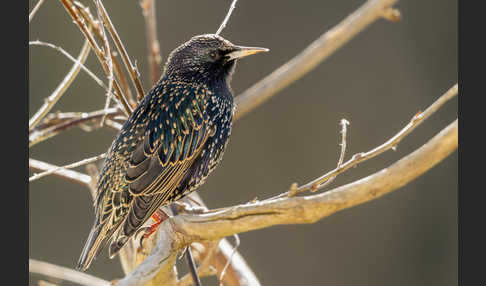 Star (Sturnus vulgaris)