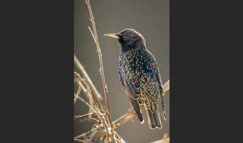 Star (Sturnus vulgaris)