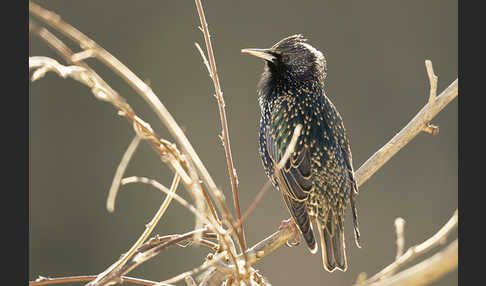 Star (Sturnus vulgaris)