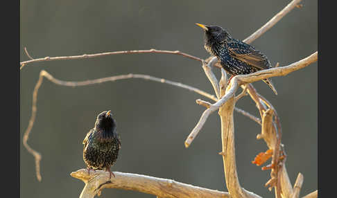 Star (Sturnus vulgaris)