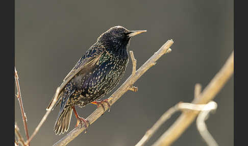 Star (Sturnus vulgaris)