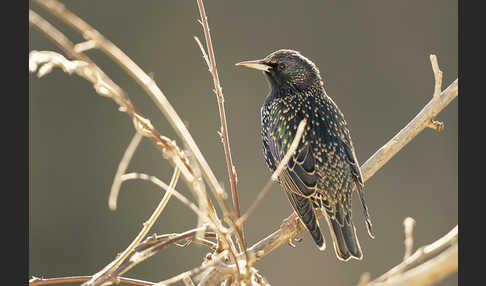 Star (Sturnus vulgaris)