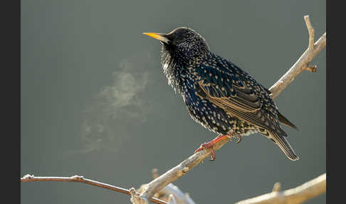 Star (Sturnus vulgaris)